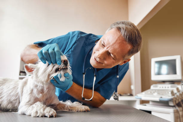 Best After-Hours Emergency Dentist in Borden, IN